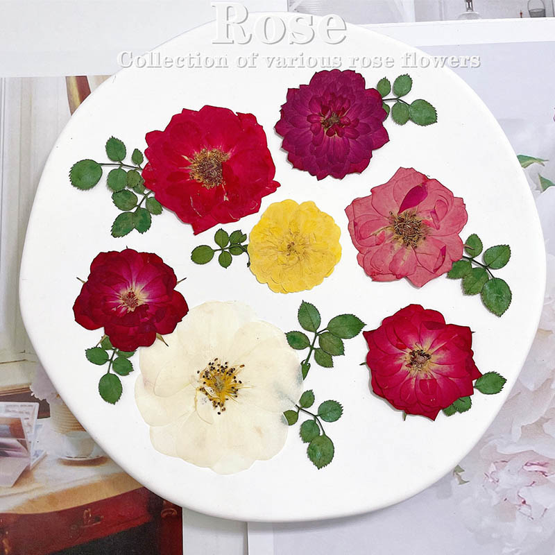 Dried Flower Bookmark - 60 Stück gepresste getrocknete rote gelbe