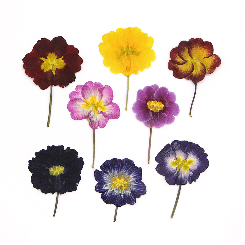 48 Stück Europäische Primrose  – Dried Flower Bookmark Bewertung und Preis