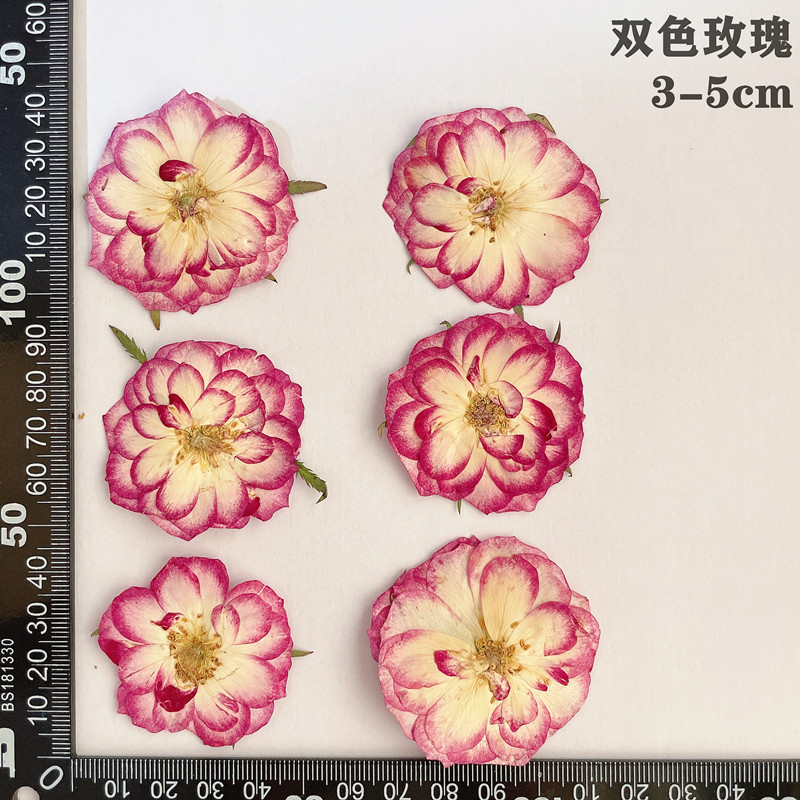 60 Stück gepresste getrocknete – Dried Flower Bookmark Bewertung und Preis