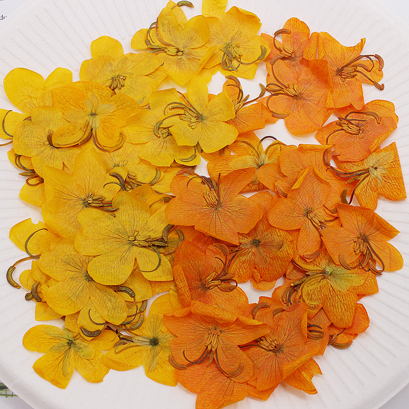 60 Stück getrocknete, gepresst – Dried Flower Bookmark Bewertung und Preis